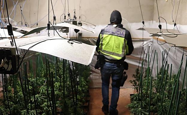 Imagen principal - Almendralejo: Operación Galgo: 200 policías, 22 registros, siete armas, dos kilos de cocaína, cinco de hachís y 100.000 euros