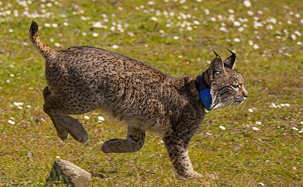 Teja y Templario, los primeros linces liberados en la provincia de Cáceres