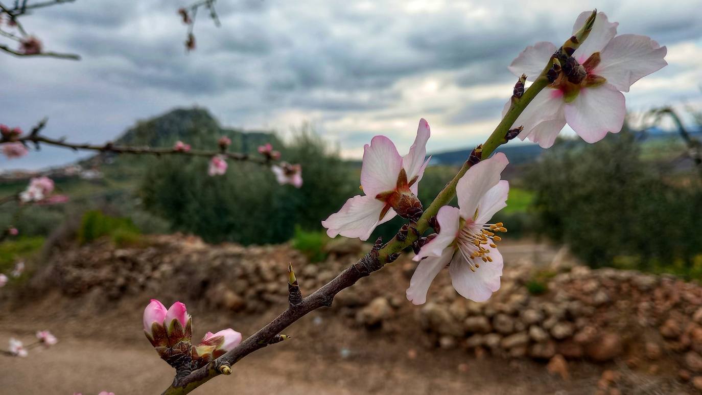 Fotos: Ruta por los almendros en flor del entorno de Alange