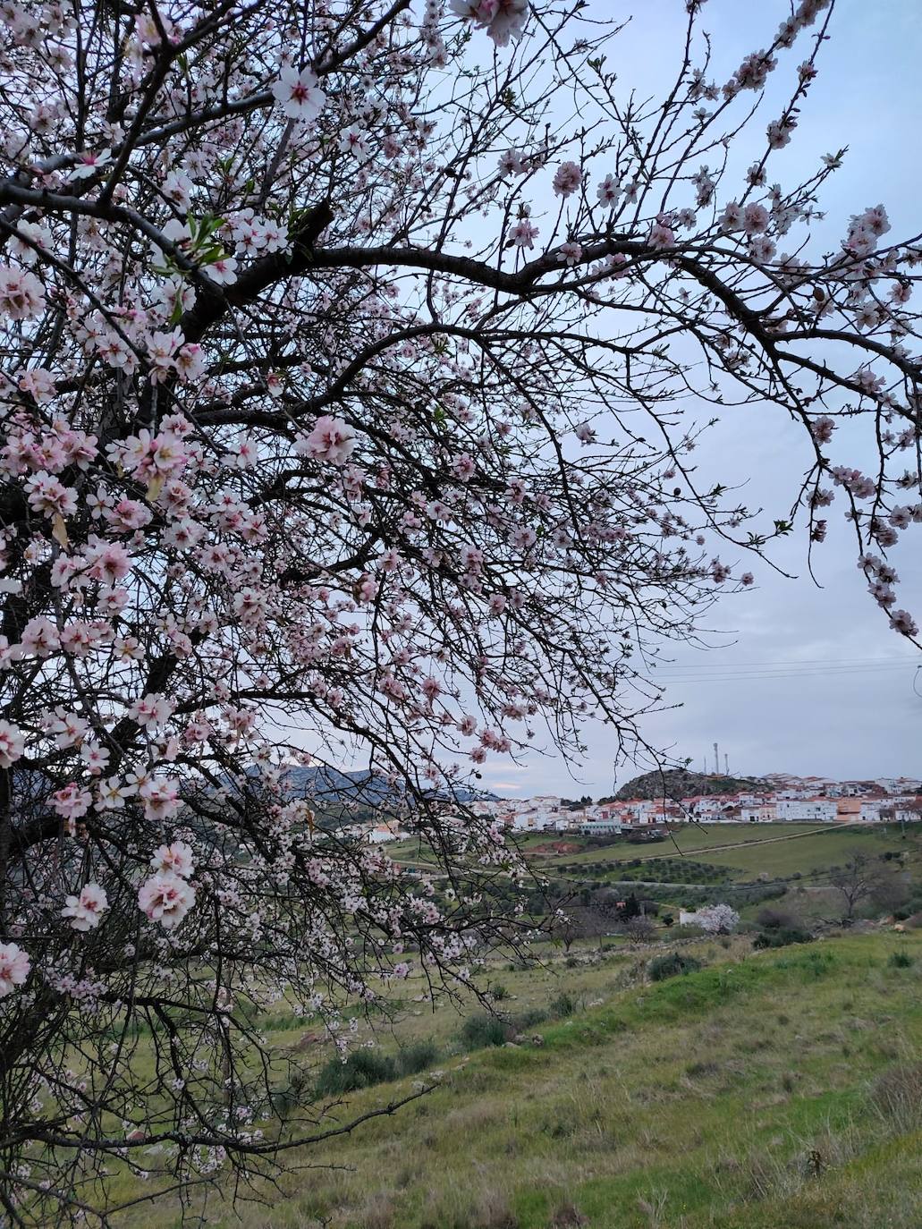 Fotos: Ruta por los almendros en flor del entorno de Alange