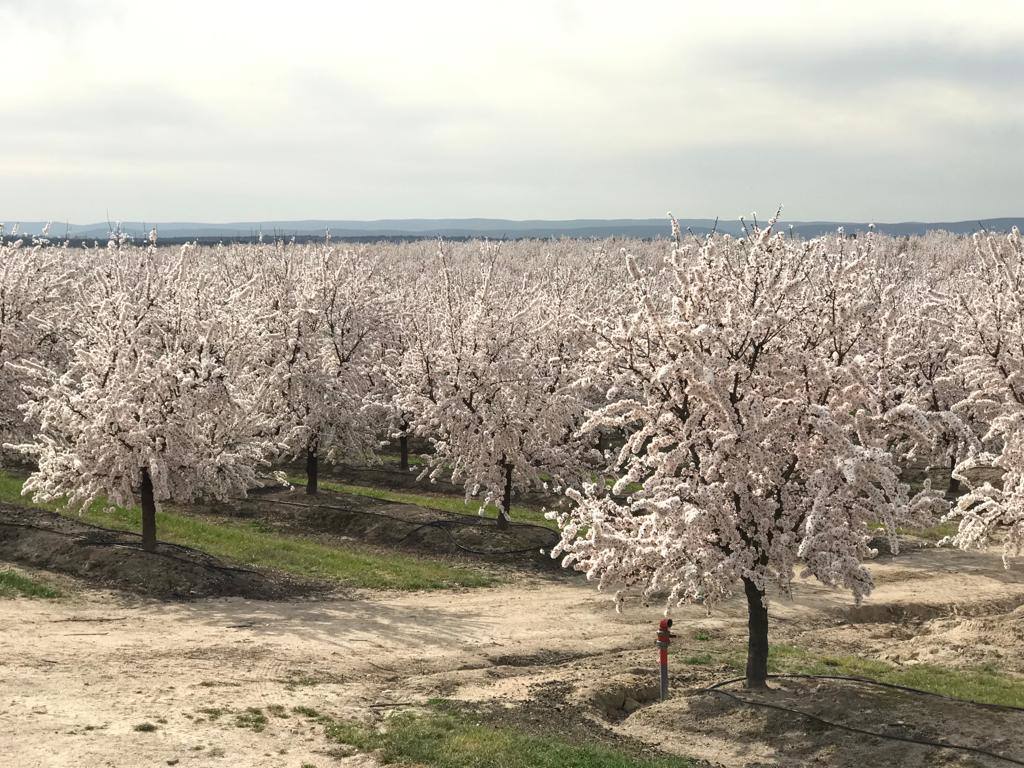 Fotos: Floración de los almendros en flor en Valdeíñigos