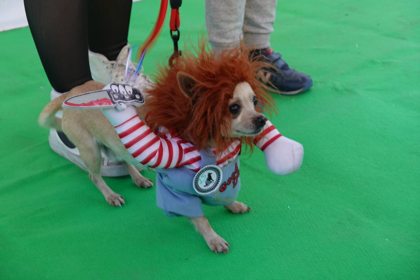 Fotos: Más de 130 mascotas se disfrazan en el primer concurso de animales