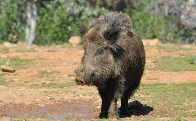 El sorteo de la oferta pública de caza en Extremadura se celebrará el 1 de marzo en Mérida