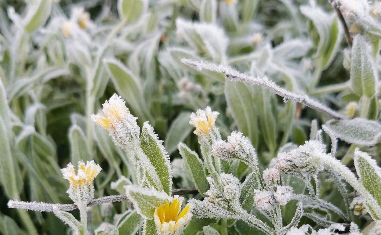 Se producirán heladas generalizadas.