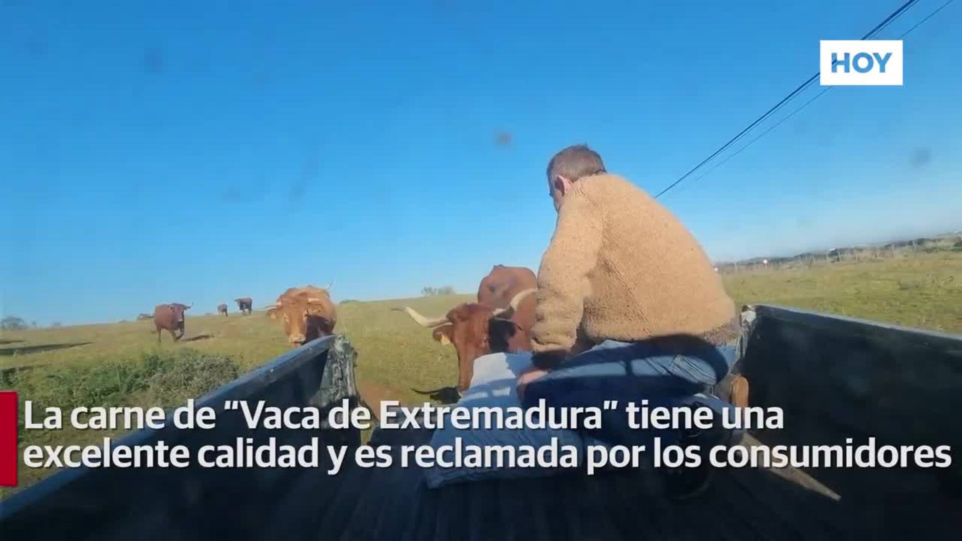 El vacuno ya tiene nuevo sello de calidad