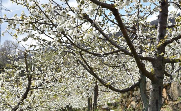 Claves para disfrutar del Valle del Jerte y sus cerezos en flor