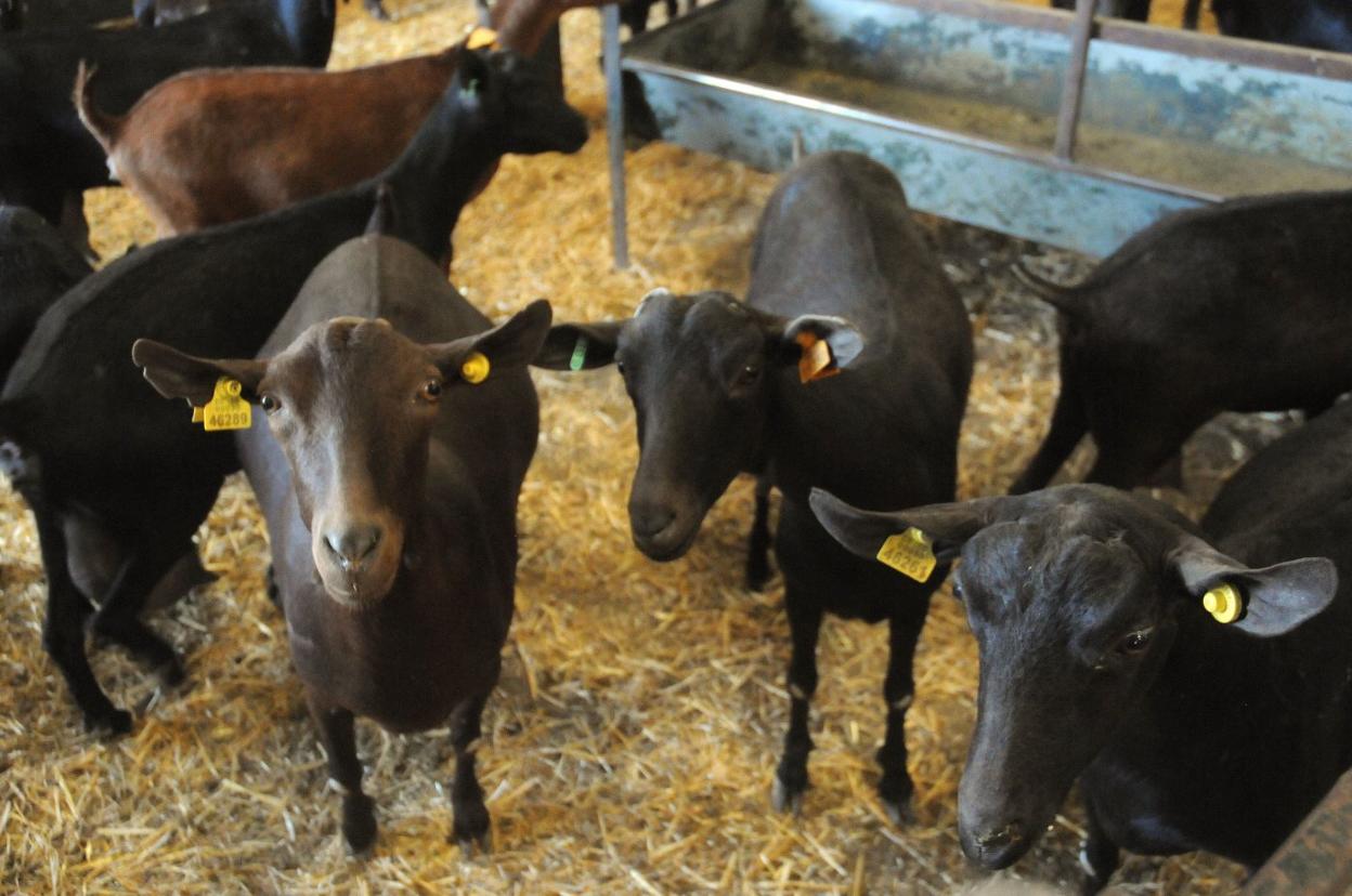 Ejemplares de cabras de leche en una explotación caprina extremeña. 