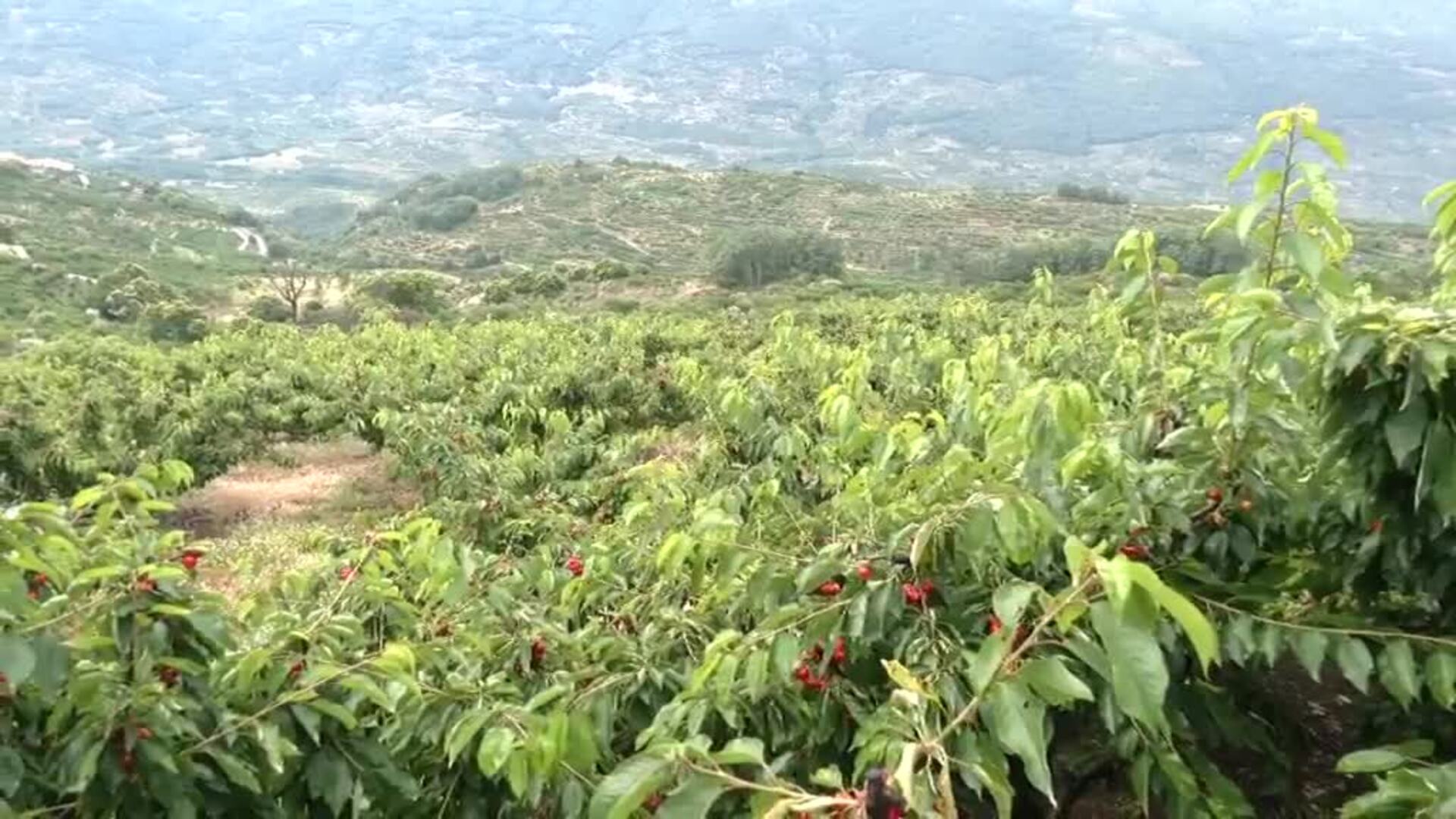 Las intensas lluvias malogran la cosecha de la cereza en el Valle del Jerte