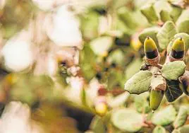 Bellotas en una encina en una finca de Jerez de los Caballeros.