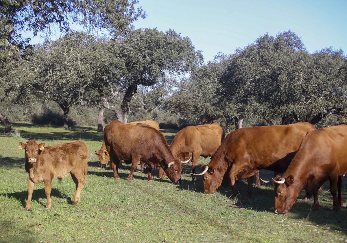 Ganado vacuno pastando en una finca extremeña.