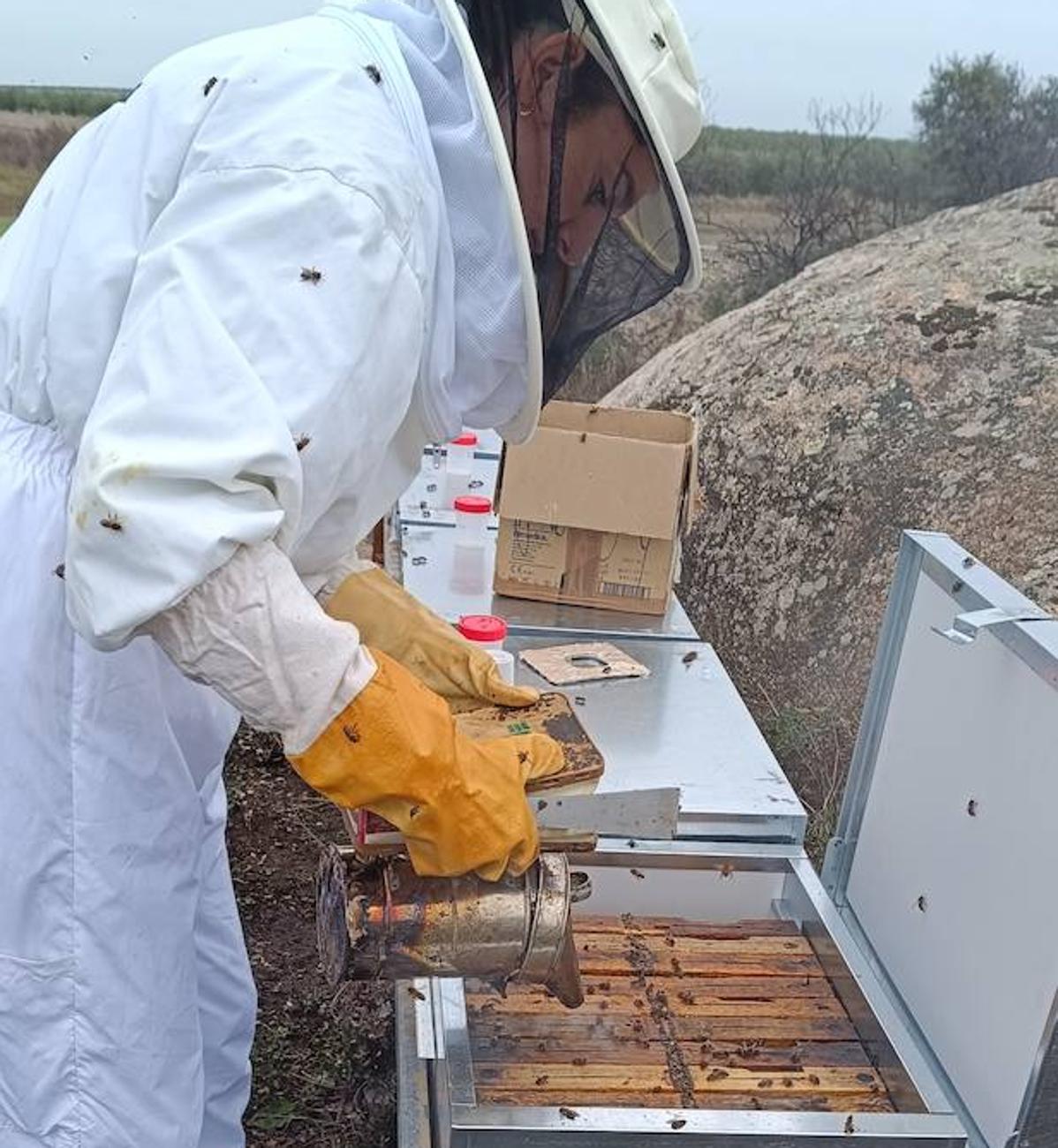 Una apicultora de Fuenlabrada de los Montes revisando sus colmenas.