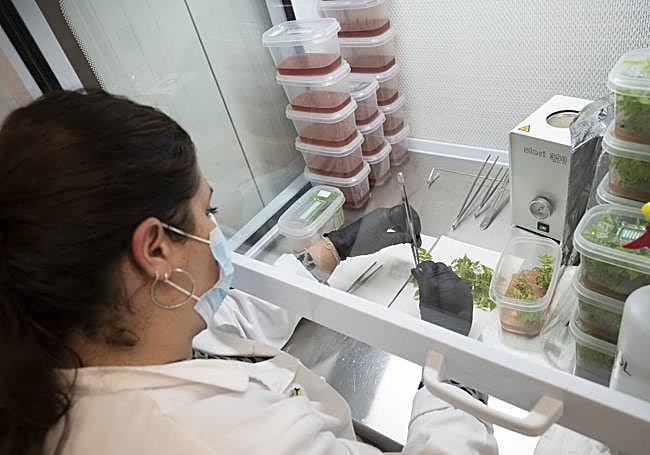 Campanas de flujo laminar, donde multiplican el nogal.