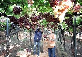 Jornaleros cosechan uva de la variedad crimson en una finca de Guareña.
