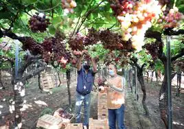 Jornaleros cosechan uva de la variedad crimson en una finca de Guareña.