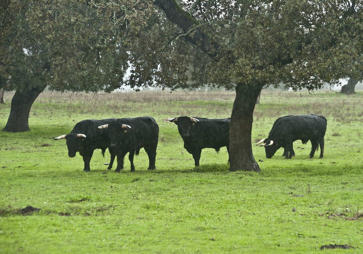 Extremadura, campo y toros