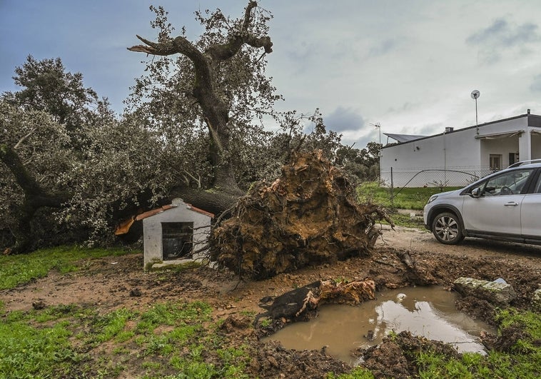 Encina arrancada esta madrugada en Badajoz, en la zona de Tres Arroyos, tras el paso de la borrasca Irene.