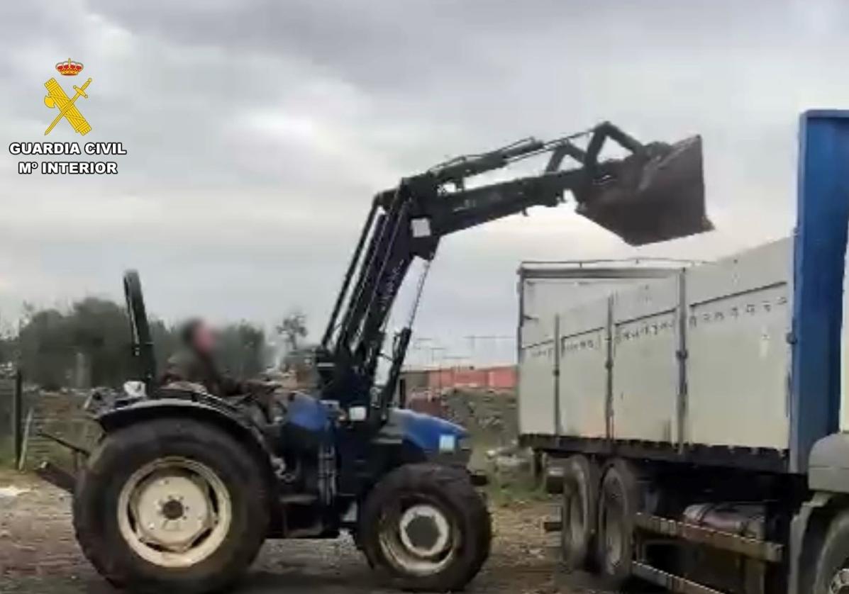 Momento en el que se estaba realizando la carga de las aceitunas en un camión que se encontraba en el punto de recogida, y que fue presenciado por los agentes del Equipo Roca.