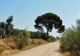 El famoso Pino de la Junta es uno de los enclaves singulares de este camino.