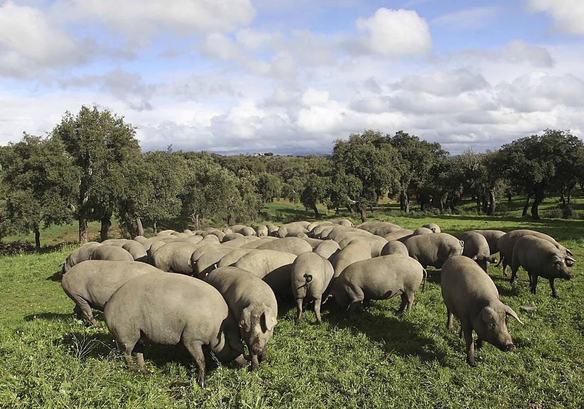 Cerdos ibéricos en la dehesa extremeña.