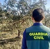 Cuatro detenidos por robar 6.000 kilos de aceitunas en localidades cacereñas