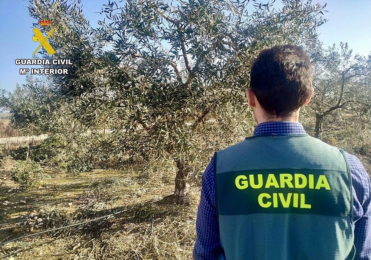 Cuatro detenidos por robar 6.000 kilos de aceitunas en localidades cacereñas