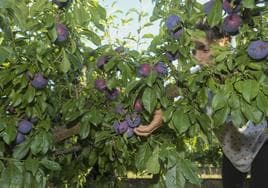 Frutales de ciruelas en Torrefresneda.