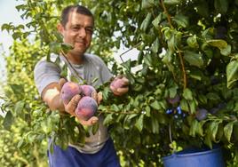 La producción de frutales está asegurada en casi un 100% en Extremadura.