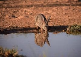 Un conejo de monte se acerca a beber a una masa de agua