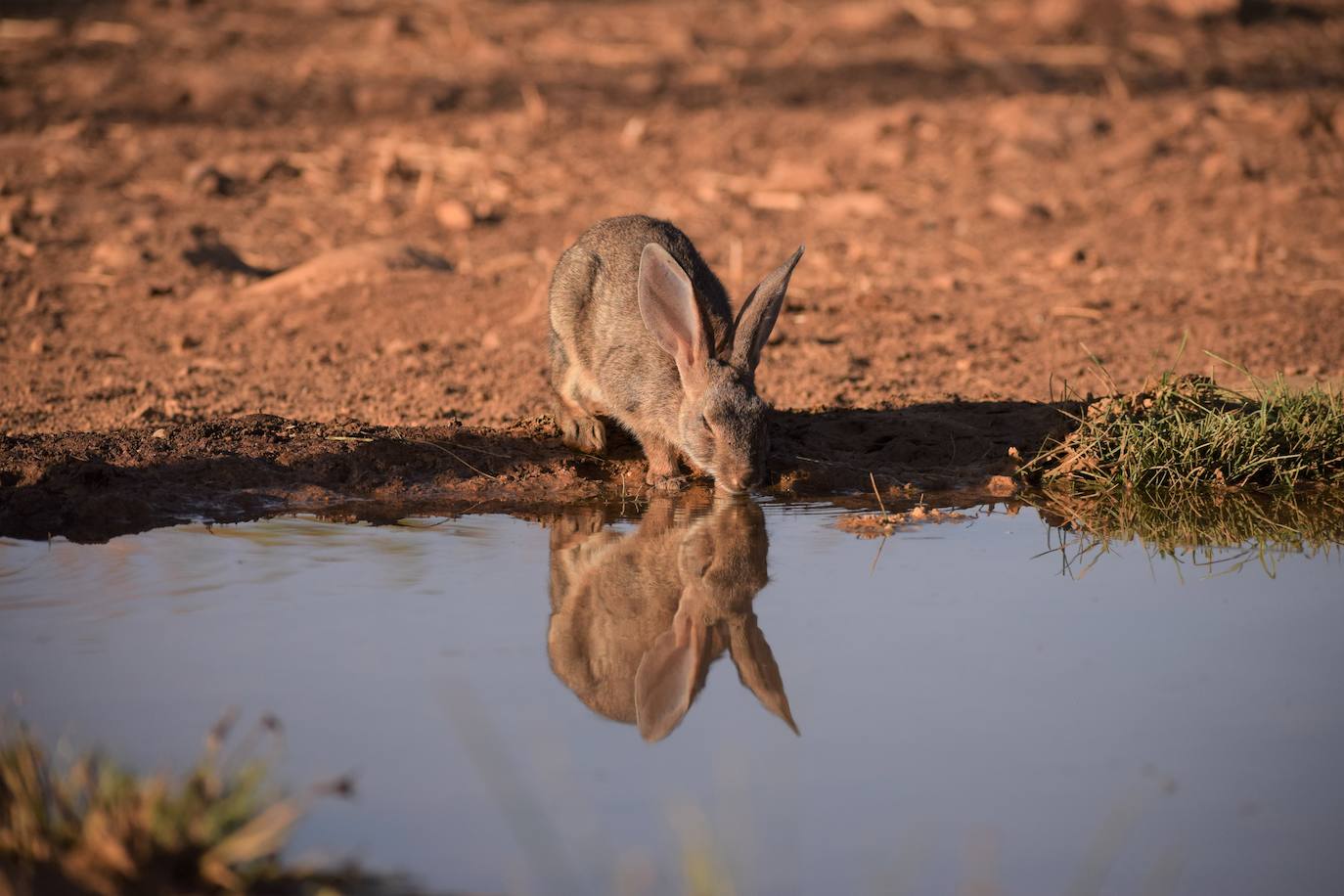 Un conejo de monte se acerca a beber a una masa de agua