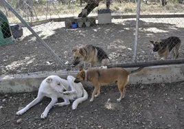 Animales en la perrera de Badajoz en una imagen de archivo.