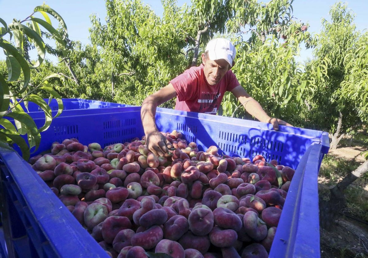 Casi uno de cada dos euros que se exportan desde Extremadura son de alimentos.