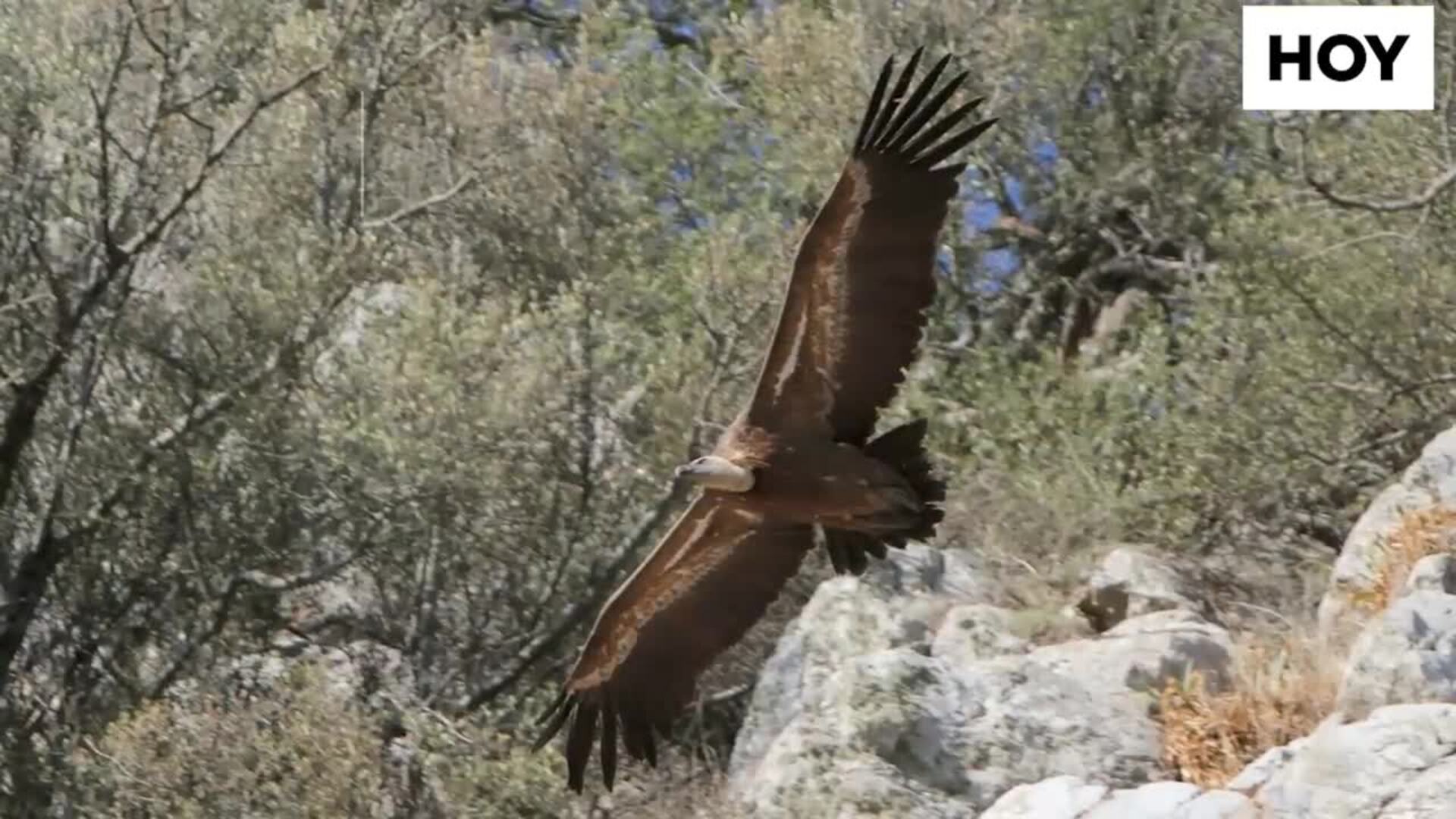 Las aves extremeñas