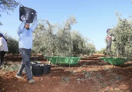 Un grupo de jornaleros recogen aceituna en un olivar de Tierra de Barros.