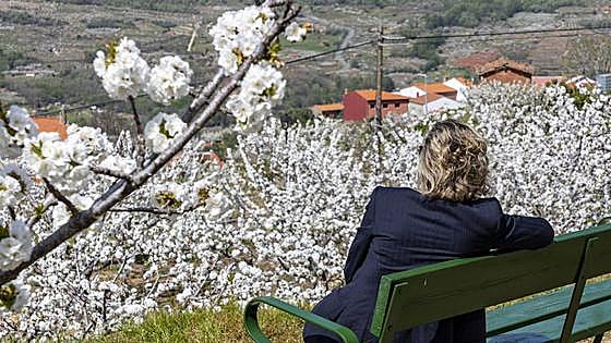 Cerezo en Flor 2024: Cuándo ver la floración de los cerezos en el Valle del Jerte