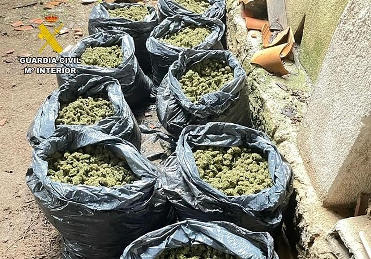 Droga incautada en un inmueble abandonado de una finca de La Vera.