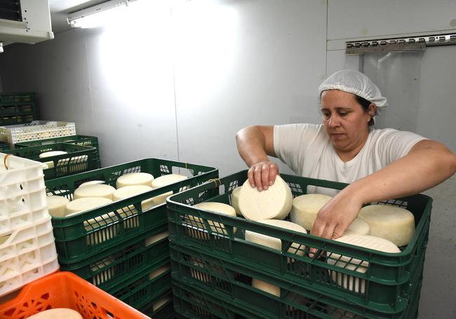 Volteando las piezas en la sala de maduración.