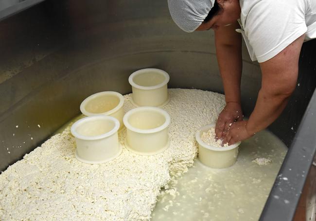 Poniendo la leche ya solidificada por el cuajo en los moldes.