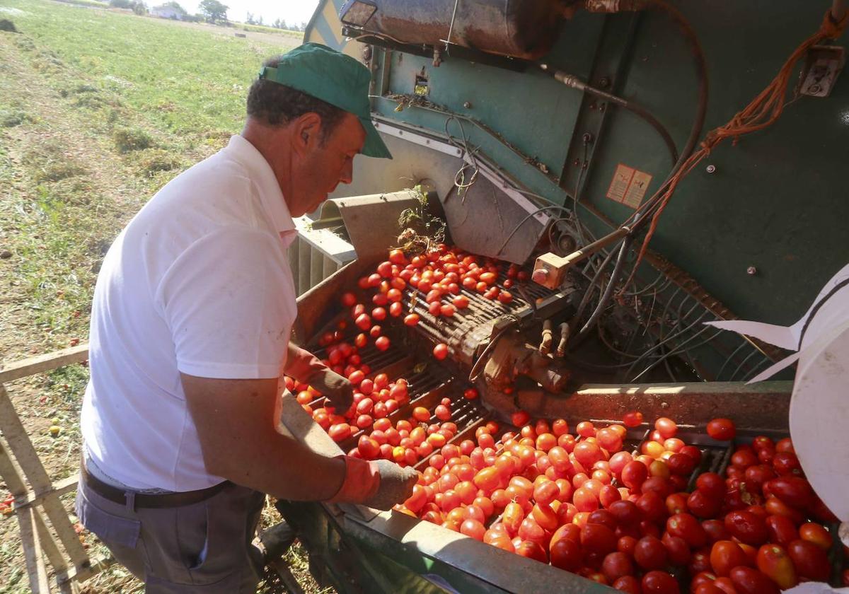 Autorizan el uso excepcional en 48 municipios extremeños de metam sodio en el cultivo de tomate