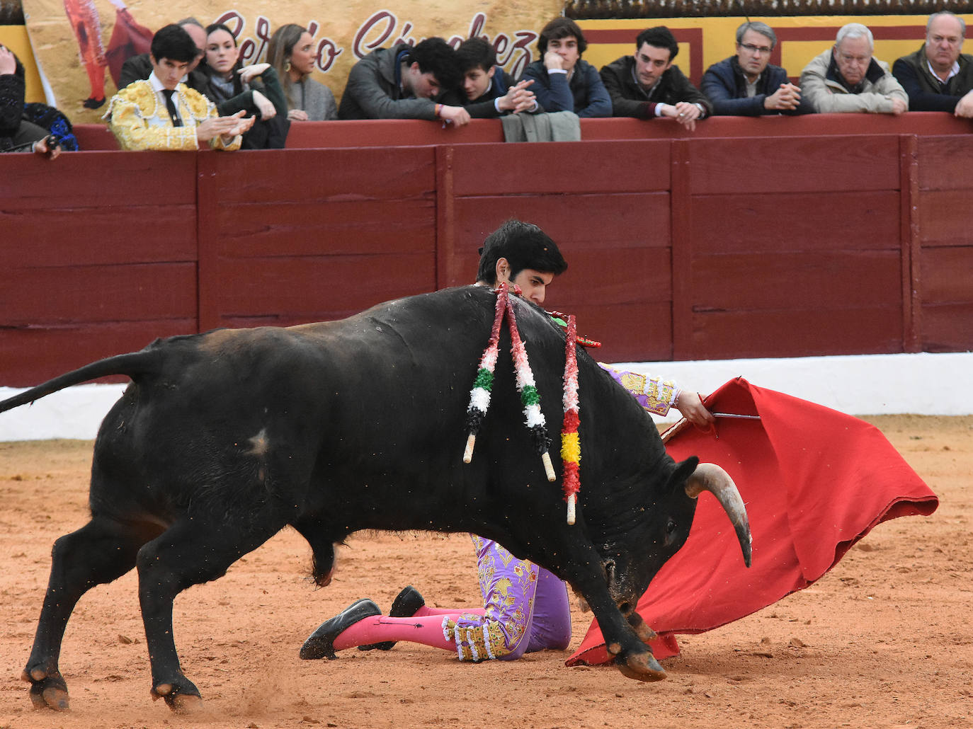 La novillada del viernes en la Feria de Olivenza 2024, en imágenes