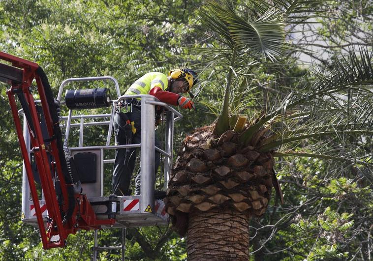 Un trabajador fumiga una palmera en Extremadura afectada por picudo rojo