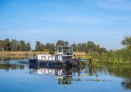 El plan para el control del nenúfar en el Guadiana sale a información pública