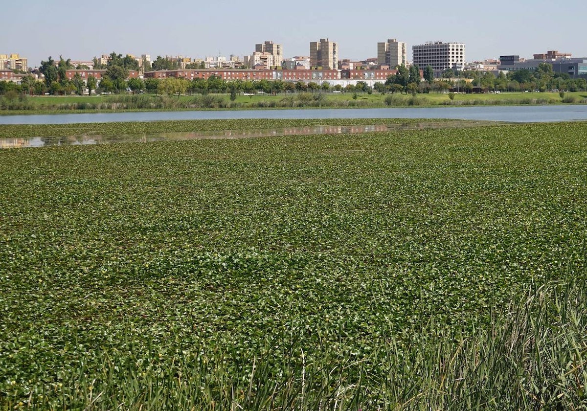 El río, cubierto de nenúfar, en agosto del año pasado.