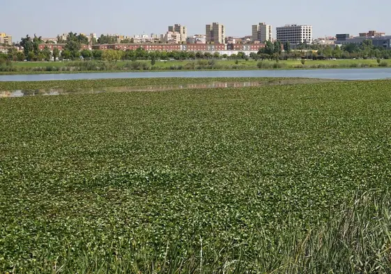 El río, cubierto de nenúfar, en agosto del año pasado.