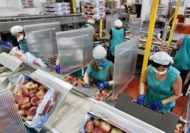Trabajadoras en una planta de comercialización de fruta.