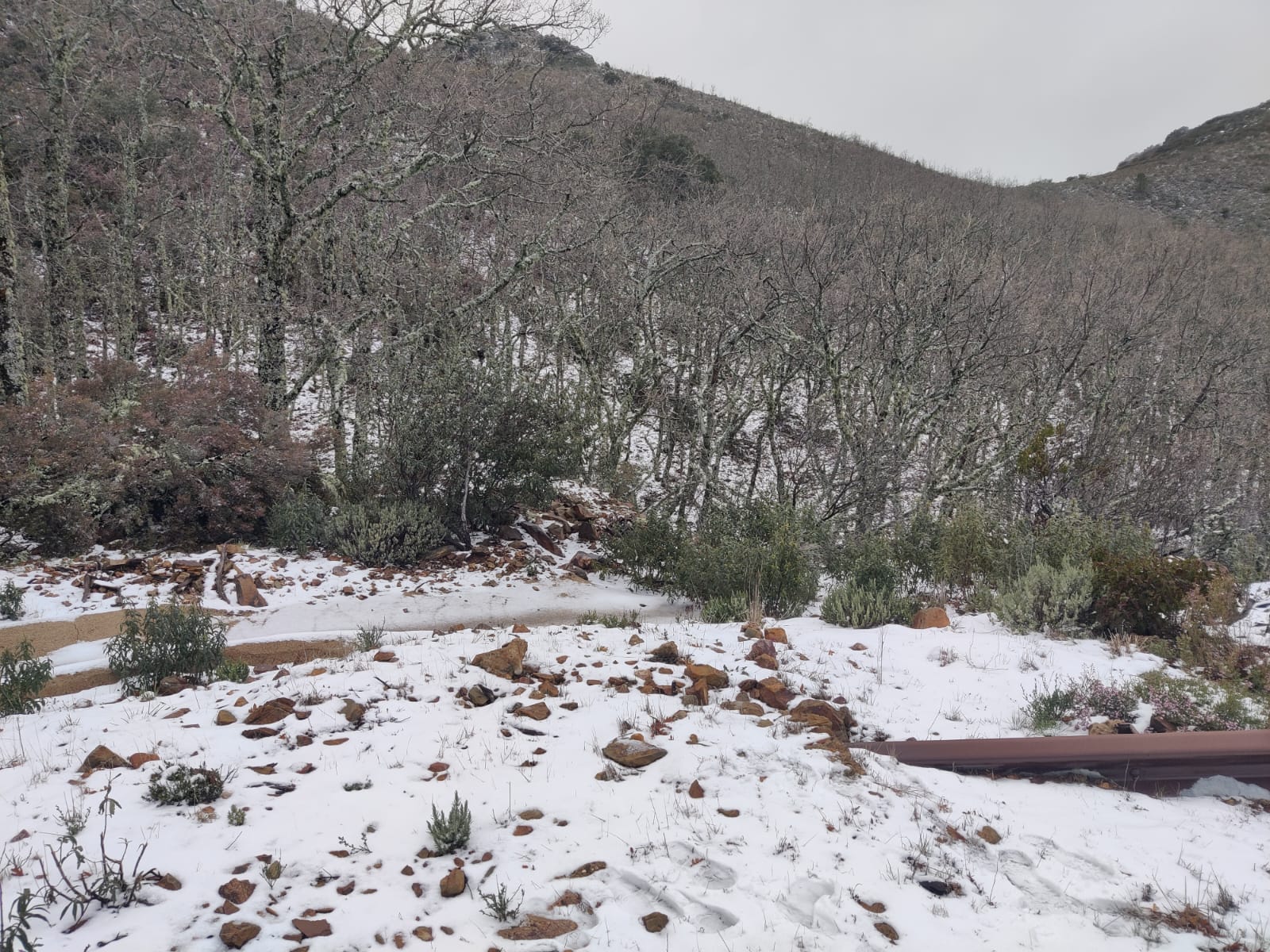 La carretera CC-437, por la que se accede al Pico Villuercas, ha sido cortada por la nieve.