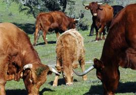 Tres detenidos por propagar la enfermedad hemorrágica al llevar vacas desde Cáceres a Cantabria