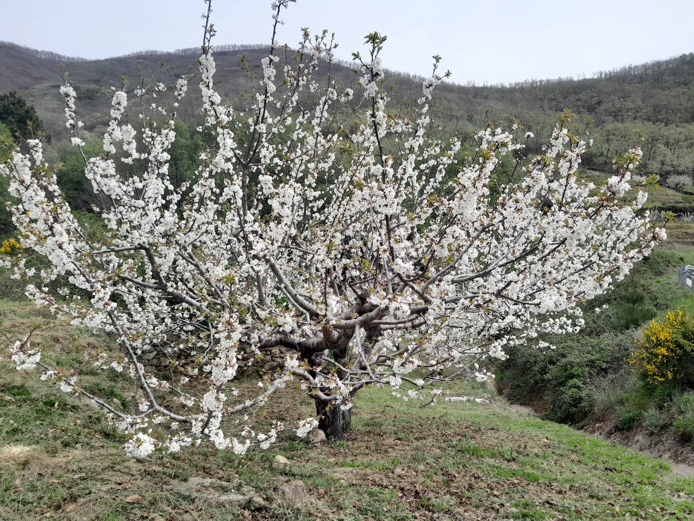 El Valle del Jerte se engalana con los cerezos en flor