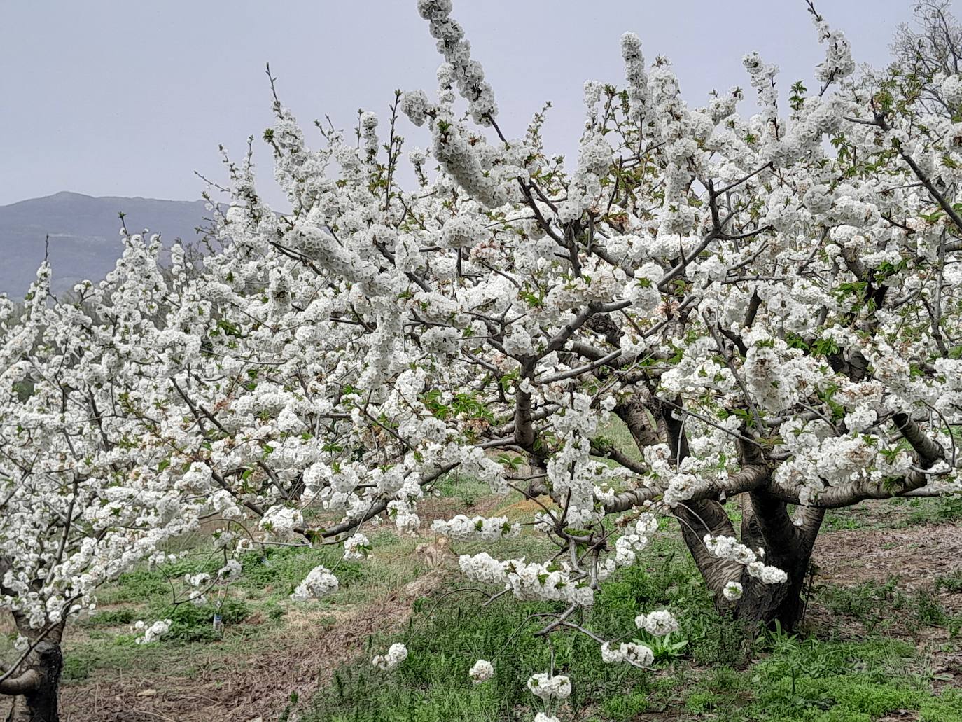 El Valle del Jerte se engalana con los cerezos en flor