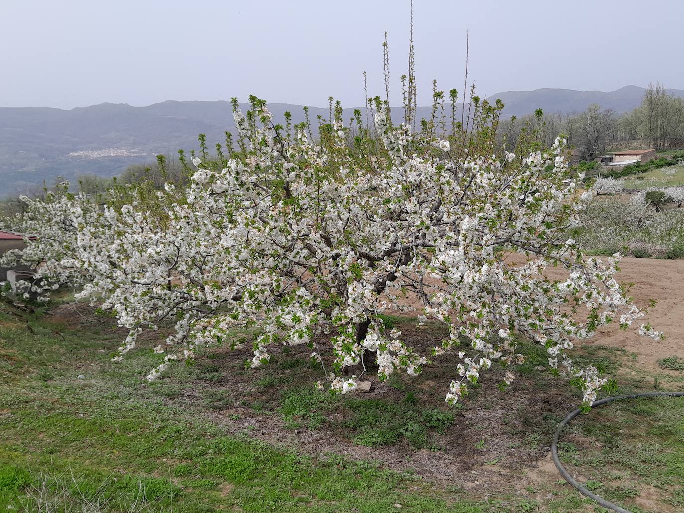 El Valle del Jerte se engalana con los cerezos en flor