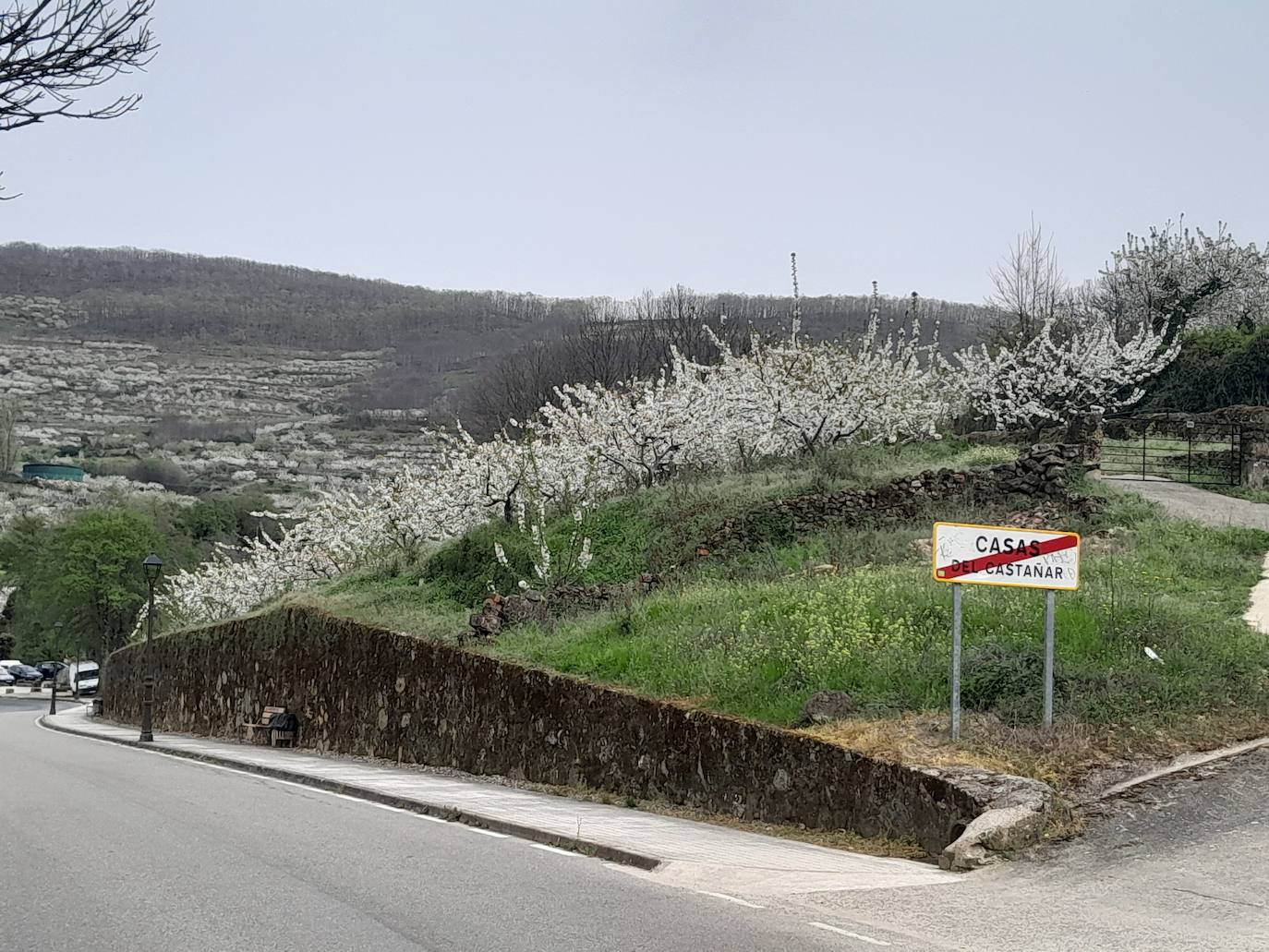 El Valle del Jerte se engalana con los cerezos en flor